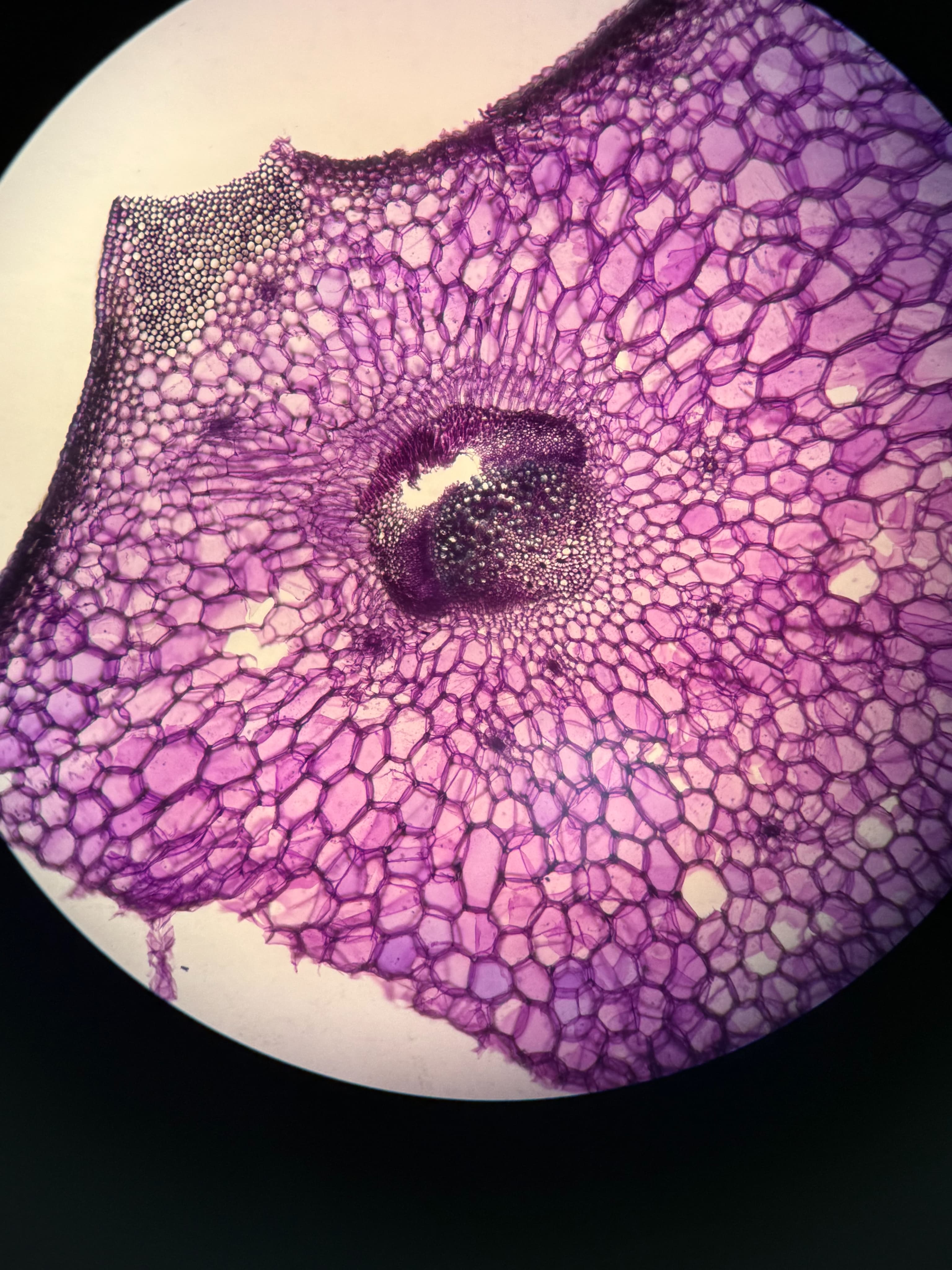 Plant stem cross-section under the microscope