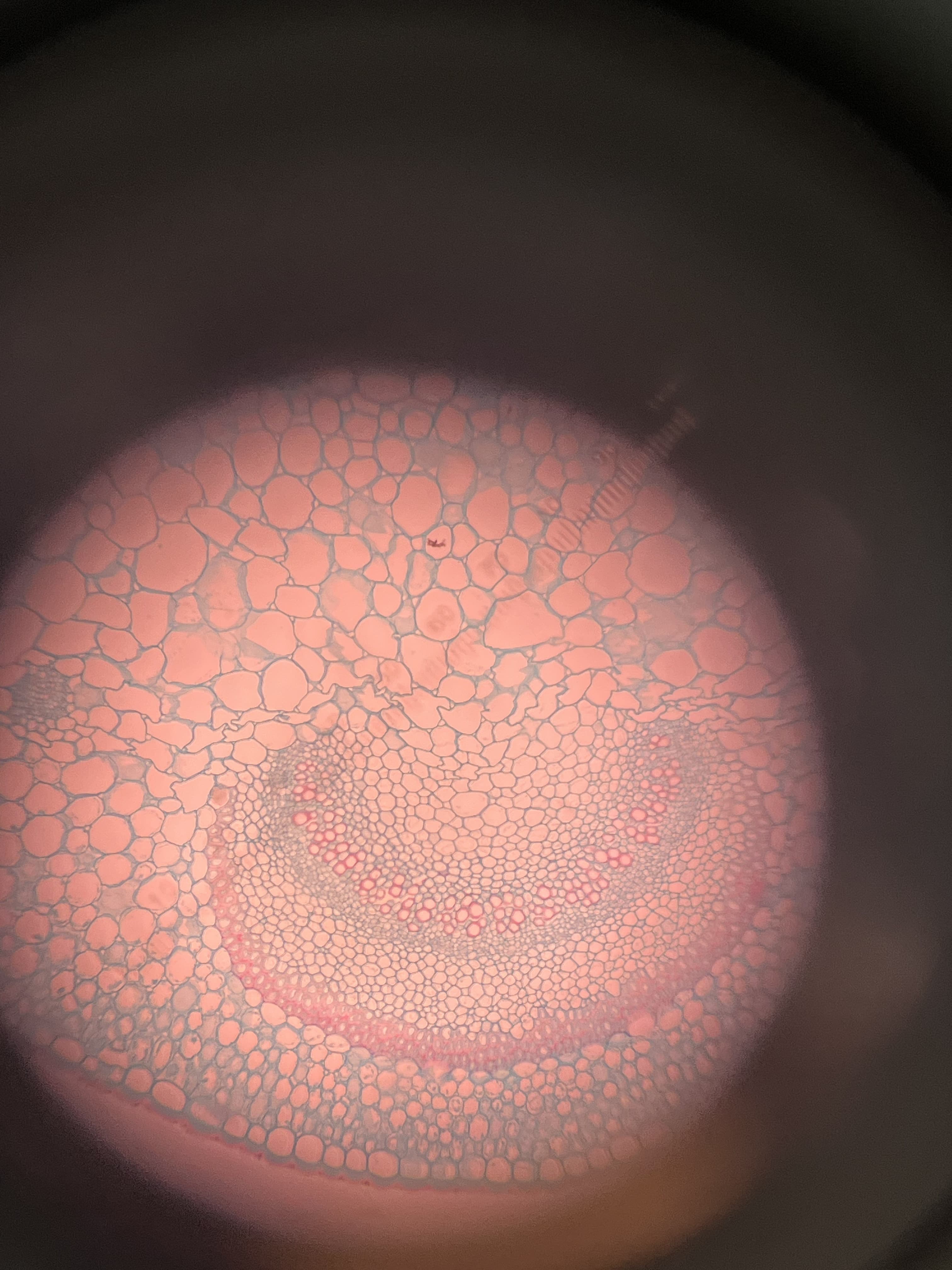 Specimen under the microscope
