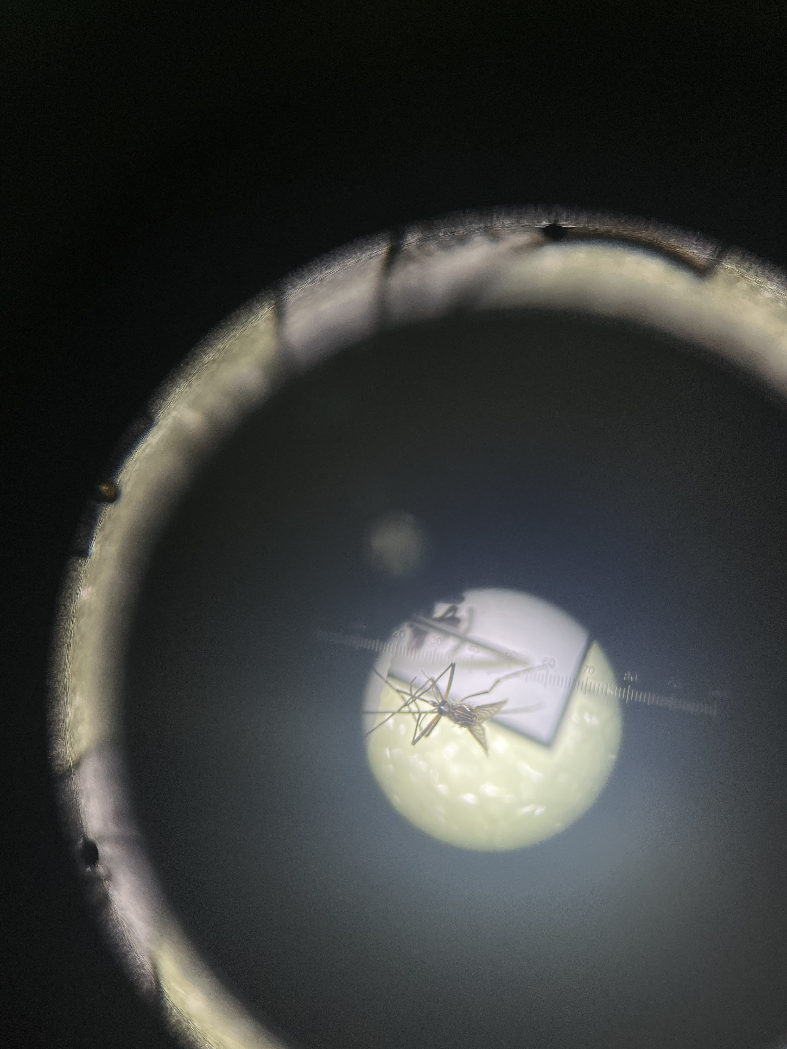 Aedes mosquito under the microscope