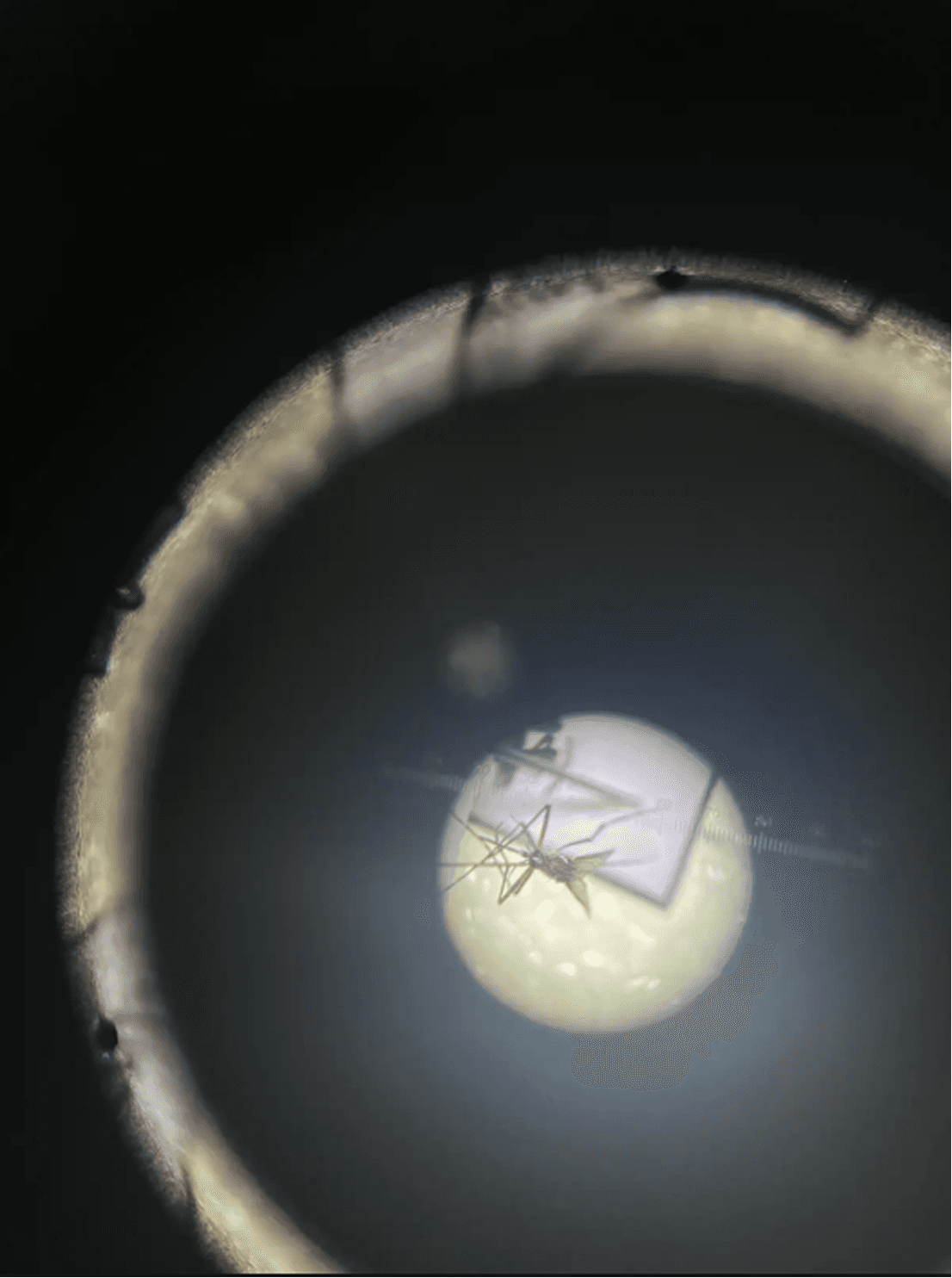 Aedes under the microscope