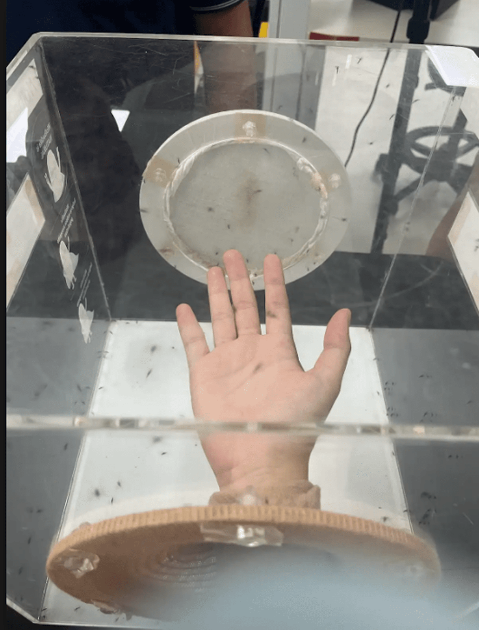 Hands in mosquito cave