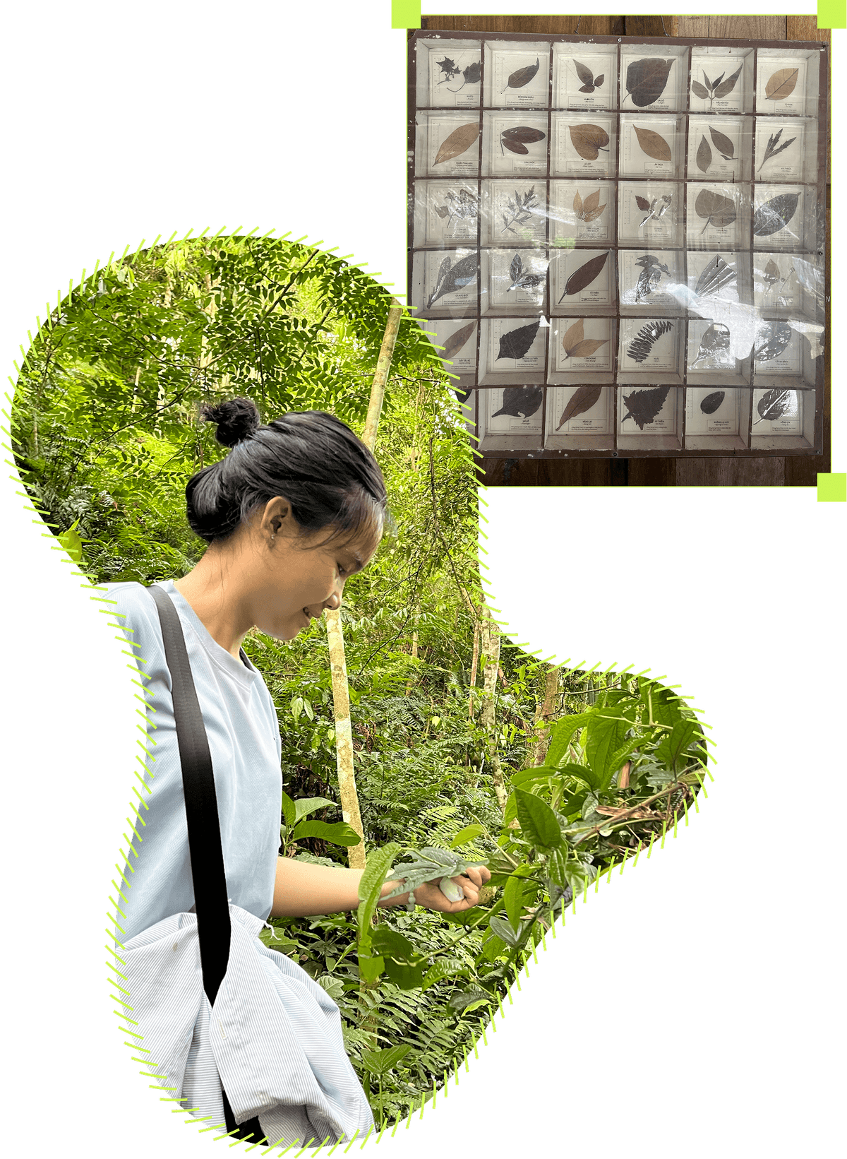 Exploring botanical compounds